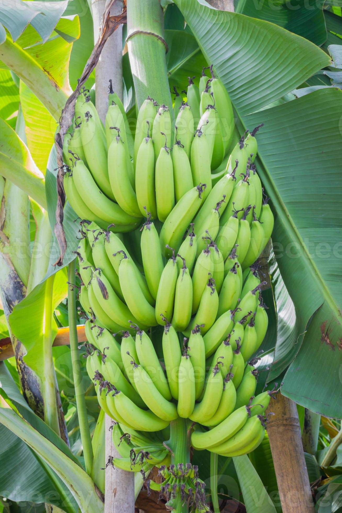 Culture de la banane plantain