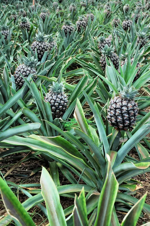 Découvrez Ananaszan : La Première Enterprise Agropastorale